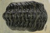 Bargain, \ Morocops Trilobite - Ofaten, Morocco #341314-1